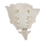 A199 Modelo de sacro y coxis.