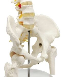 A579IV Pelvis masculina con vértebras lumbares (L1-L5) y cabeza de fémur.
