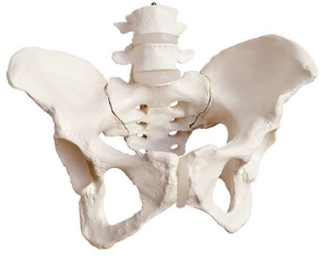 A589II Pelvis femenina con 4ª y 5ª vértebras lumbares.