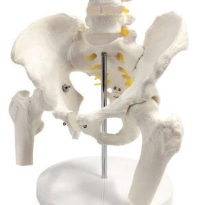 A579IIF Pelvis masculina con 4ª y 5ª vértebras y cabezas de fémur.