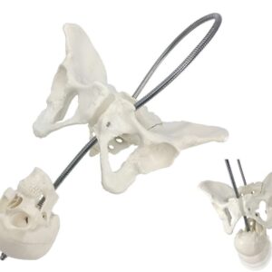 A588 Modelo de pelvis femenina con cráneo fetal, tamaño natural.