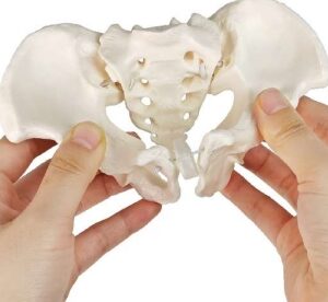 A589Emini Pelvis femenina en miniatura sobre elástico, ½ tamaño natural.