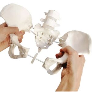 A589IIE Pelvis femenina sobre elástico con 4ª y 5ª vértebras lumbares.