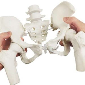 A589IIEF Pelvis femenina en elástico con 4ºy 5º vértebras lumbares y cabezas de fémur.