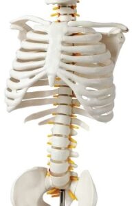 A128II Modelo esquelético de torso humano con pecho, columna vertebral y pelvis, ½ x tamaño natural.
