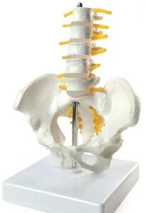 A579IVBmini Pelvis masculina con anatomía de vértebras lumbares Modelo, ½ tamaño natural.