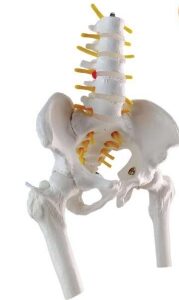 A579IVmini Modelo de anatomía de pelvis masculina con cabeza de fémur y vértebras lumbares, ½ tamaño natural.