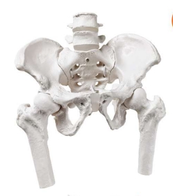 A589IIEFmini Mini pelvis femenina en elástico con 4ª y 5ª vértebras lumbares y cabezas de fémur, ½ x tamaño natural.