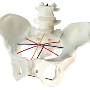 A589IIG Modelo de medición pélvica femenina, tamaño natural.