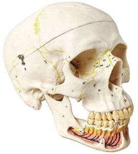 A149BV Modelo de cráneo humano numerado con mandíbula inferior abierta, tamaño natural.