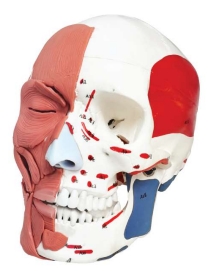 A151IV Cráneo humano con músculos faciales.