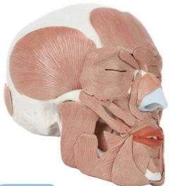 A159IV Modelo de cráneo humano con expresión facial y músculos masticatorios, 37 piezas, tamaño natural.