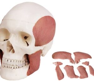 A166 Cráneo humano con músculos masticatorios, montaje magnético, tamaño natural, 11 piezas.