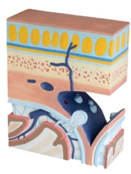 A650 Capas craneales que muestran la estratificación del cráneo humano.