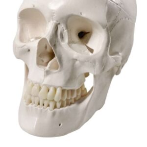 A150 Modelo clásico de cráneo humano, tamaño natural, 3 piezas.