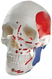 PRA-A151 Modelo de cráneo humano con inserciones musculares y orígenes, numerado, tamaño natural, 3 piezas.