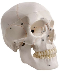 A152 Cráneo humano numerado con sutura pintada, tamaño natural, 3 piezas.
