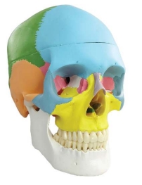 A153 Modelo didáctico de cráneo humano pintado, tamaño natural, 3 piezas.
