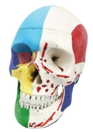 A153M Cráneo humano pintado didáctico con inserciones musculares y orígenes, tamaño natural, 3 piezas.