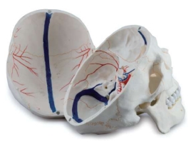 A157 Cráneo con vaso sanguíneo endocraneal pintado, tamaño natural, 3 piezas.