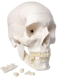 A167B Cráneo humano con suturas óseas, mandíbula y dientes detectables, tamaño natural, 8 piezas.