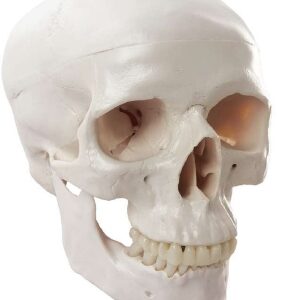 A149 Cráneo Humano, Tamaño Natural, 3 Piezas, Estilo B.