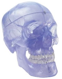 A150TP Cráneo humano transparente, tamaño natural, 3 piezas.