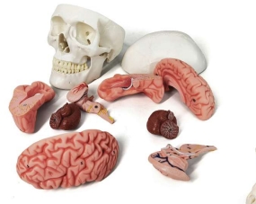 A159III Cráneo humano clásico con 8 piezas de cerebro, tamaño natural, 11 piezas.