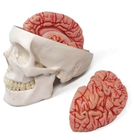 A159IIIBV Cráneo con cerebro y arterias, tamaño natural, 11 piezas.
