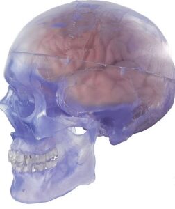 A159IIITP Cráneo humano transparente con cerebro, tamaño natural, 11 piezas.