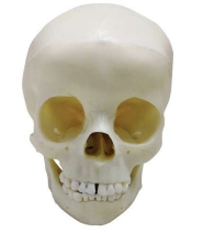 A165 Cráneo de niño, con casquete craneal removible que muestra estructura endocraneal, 5 años, 3 piezas, tamaño natural.