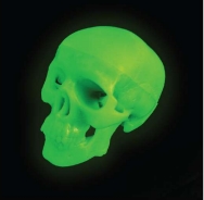 A105-1Y Modelo de mini calavera que brilla en la oscuridad, tamaño medio.
