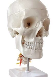 A154 Cráneo humano en columna cervical, tamaño natural, 3 piezas.