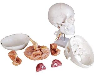 A154IIIL Cráneo humano numerado con 8 piezas de cerebro y sutura pintada, en la columna cervical, tamaño natural.