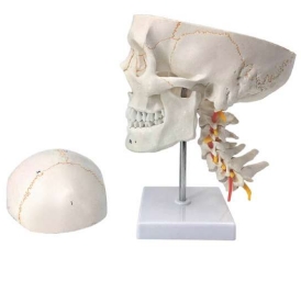 A154L Cráneo humano numerado con sutura pintada, en la columna cervical, tamaño natural, 3 piezas.