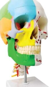 A154M Modelo de cráneo humano mitad pintado didácticamente, mitad con inserciones musculares y orígenes en la columna cervical, tamaño natural 3 piezas.