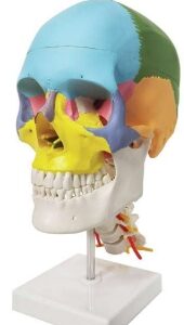 A154P Modelo didáctico de cráneo humano pintado en columna cervical, tamaño natural, 3 piezas.