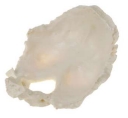 A161II-3 Modelo occipital, 1 piezas, tamaño natural.