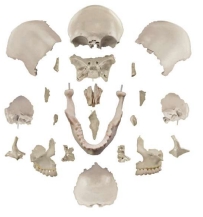 A163II Cráneo humano desarticulado, tamaño natural, 22 piezas.