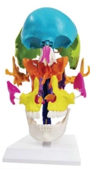 A164 Modelo de cráneo humano desarticulado, tamaño natural, 22 piezas