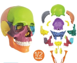 A170 Modelo de cráneo humano explotado, pintado didácticamente, ½  tamaño natural, 15 piezas.