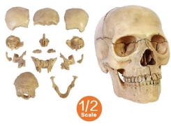 A171 Modelo de cráneo humano explotado, color hueso, ½ tamaño natural, 15 piezas.