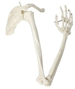 A180 Esqueleto de brazo con escápula y clavícula, articulado, de tamaño natural.