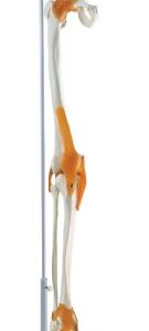 A181LH Esqueleto de pierna con hueso de la cadera y ligamento, articulado, de tamaño natural, sobre soporte colgante.