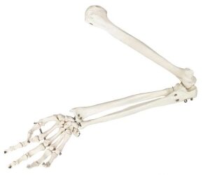 A183 Modelo óseo de miembro superior humano.