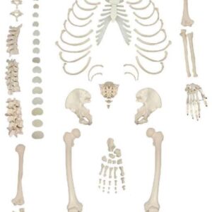 A100 Esqueleto humano desarticulado de tamaño completo con cráneo de 3 partes, 170 cm.