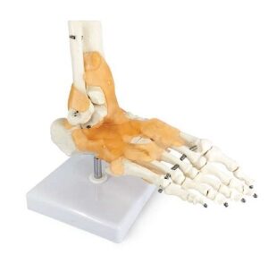 A109L Esqueleto del pie con porción de tibia peroné, con ligamento, tamaño natural.