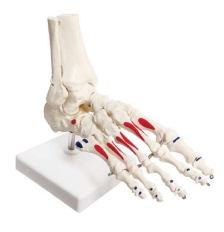 A109P Esqueleto del pie con porción de peroné tibial e inserciones musculares pintadas y orígenes, tamaño natural, con tobillo móvil.