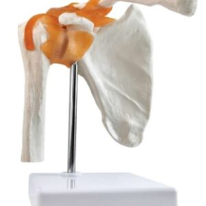 A201 Modelo de articulación de hombro con ligamentos funcionales, tamaño natural.
