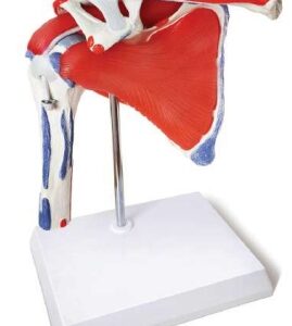 A201MUB Modelo de articulación de hombro musculoso de lujo con músculos removibles, con inserciones y orígenes pintados.